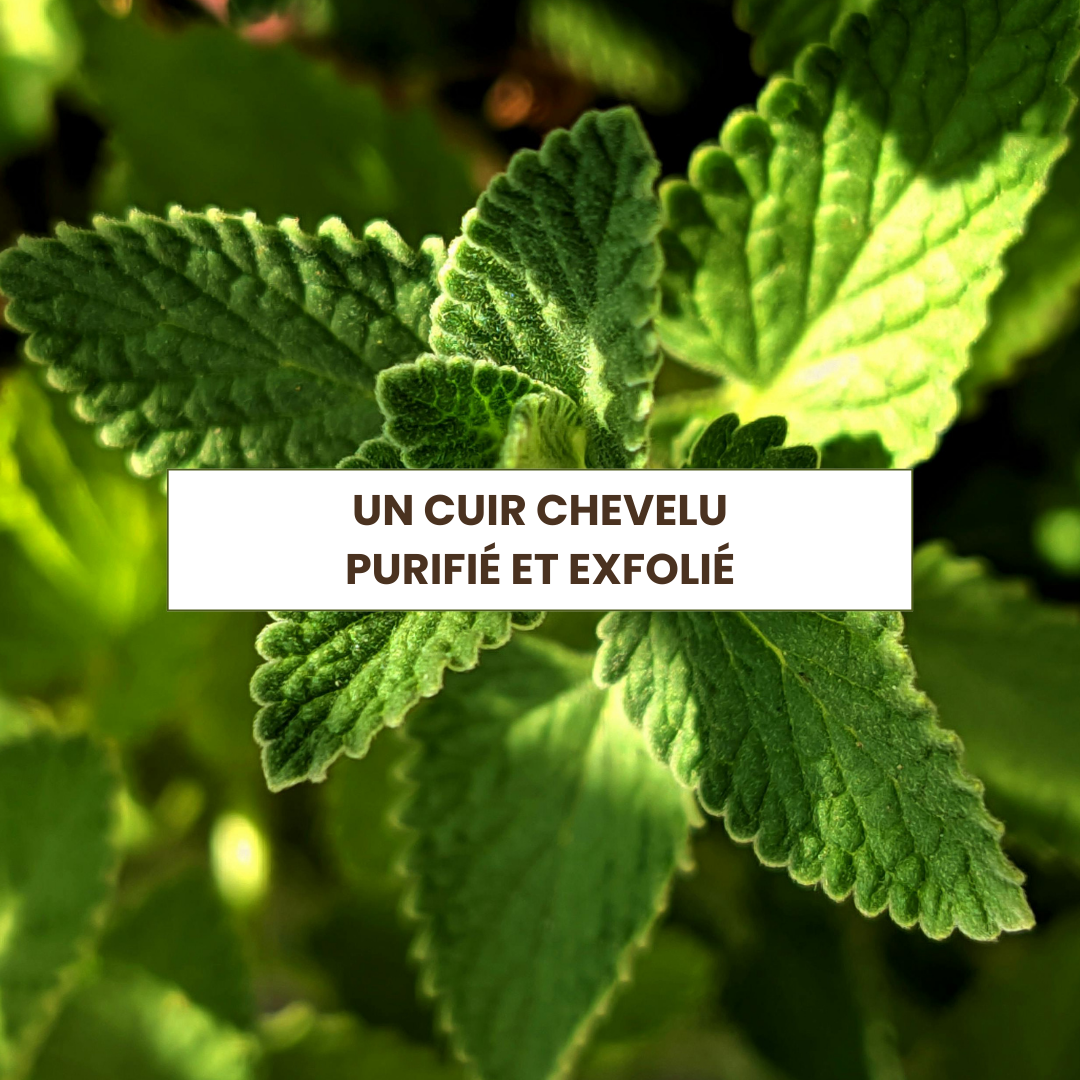 Gommage du cuir chevelu
